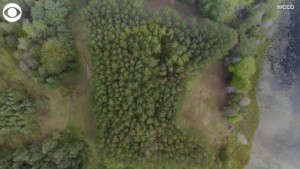 Mini Sota: A Minnesota Shaped Foreset