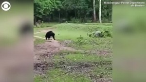 Bears Play With Soccer Ball In India