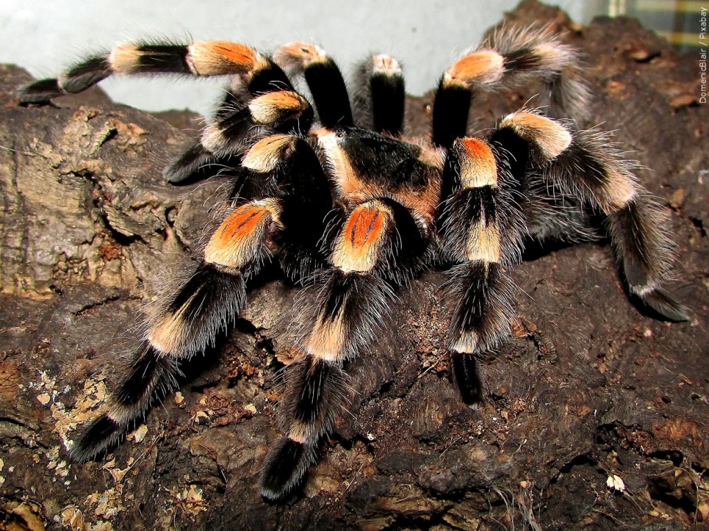 Tarantulas
