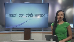 Pet Of The Week Callie