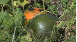 Pumpkins At Falcon Ridge Farms 3