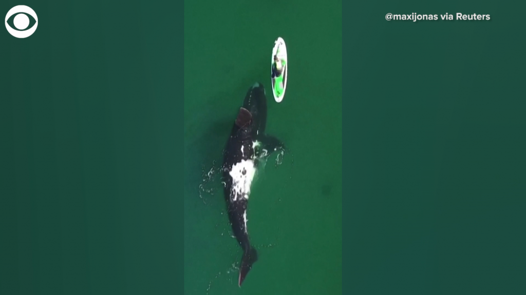 Whale