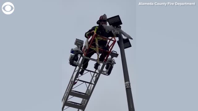 Firefighter Rescues Seagull Stuck In Light Pole