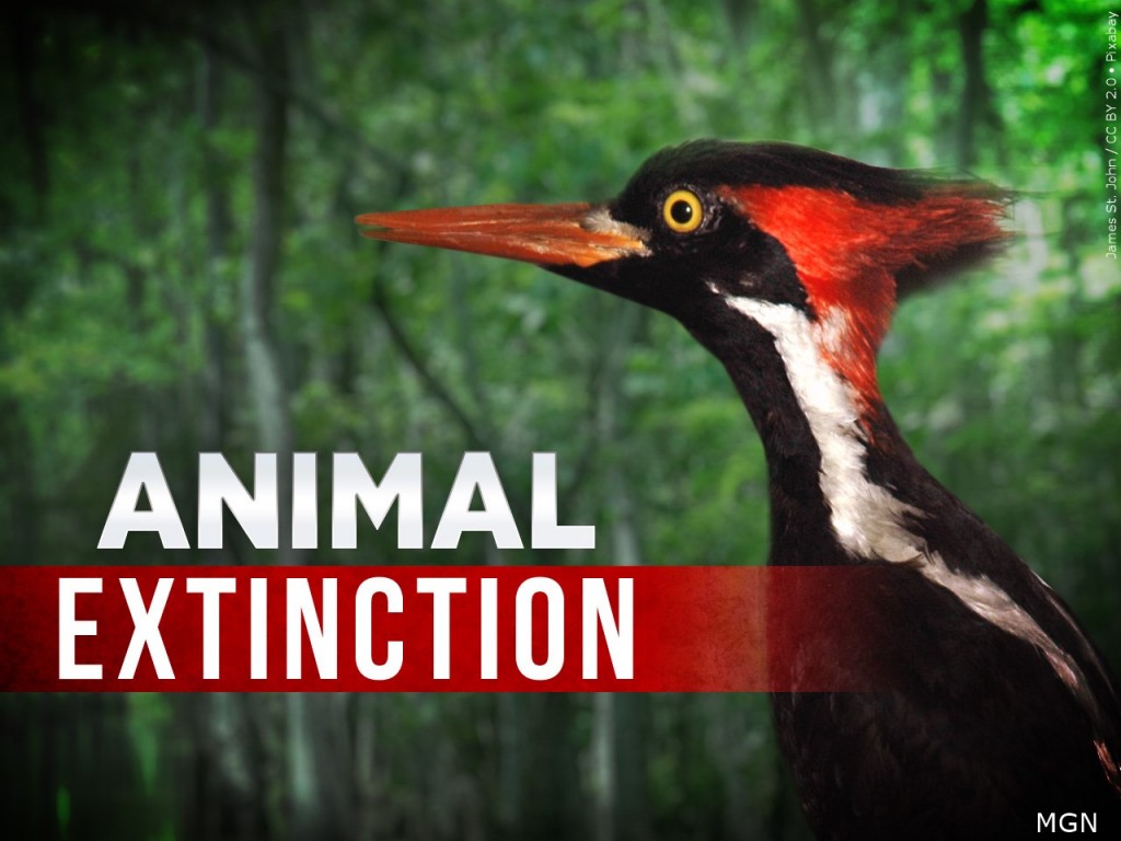 Animal Extinction