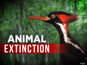 Animal Extinction