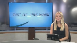 Pet Of The Week Hank