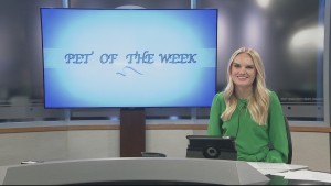 Pet Of The Week Oakley