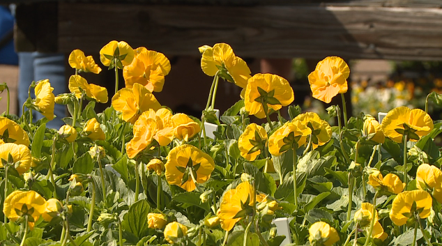 Ut Gardens Fall Plant Sale 2021 2