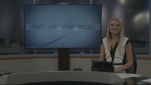 Pet Of The Week Callie