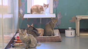 Carroll County Humane Society 1