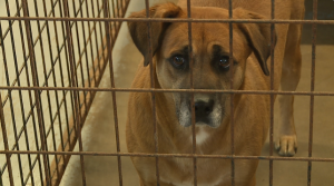 Carroll County Humane Society 4