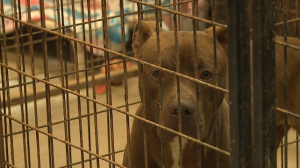 Carroll County Humane Society 9