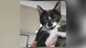 Cat Of Week Sergeant