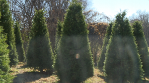 Falcon Ridge Farms Christmas Trees 4