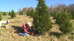 Falcon Ridge Farms Christmas Trees 5