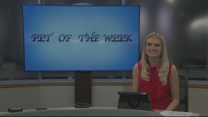 Pet Of The Week Hank