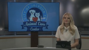 K 9 Of The Week Jugs