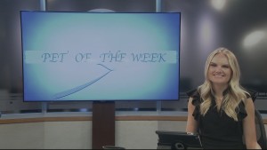 Pet Of The Week Callie