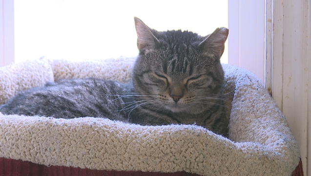 Carroll County Humane Society 5