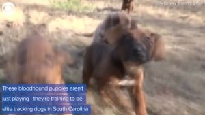 Bloodhound Puppies At K9 Tracker Training
