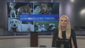 Dog Of Week Skittles