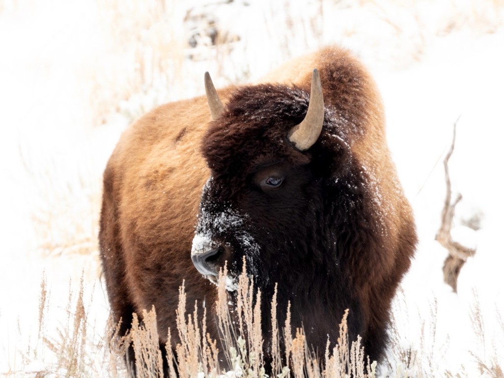Bison