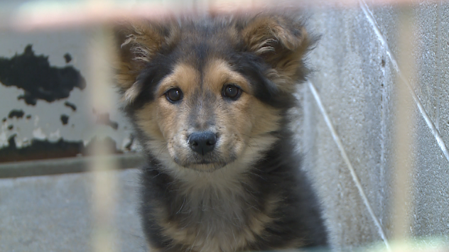 Jackson Animal Care Center 2