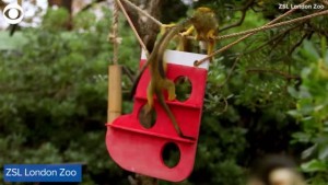 Monkey's Enjoy Stockings