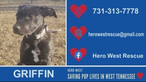 Dog Of Week Griffin