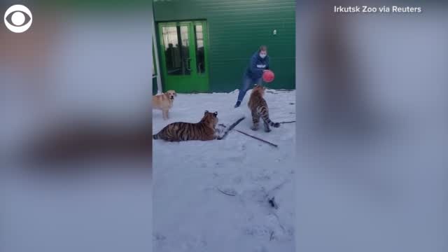 Tigers, Three Legged Lion, And Dog Play Together With Ball