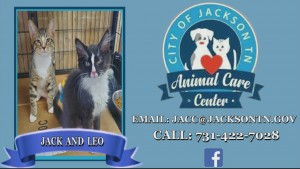 Cat Of Week Jack And Leo