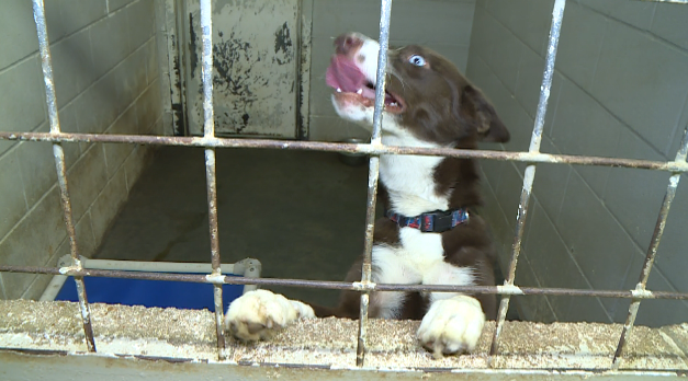 Jackson Animal Care Center 3