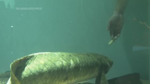 Meet Methuselah, The Oldest Living Aquarium Fish