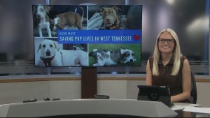Pet Of Week Chloe
