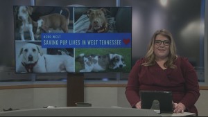 Pet Of The Week Delilah