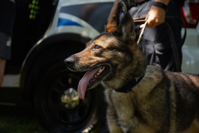 K9 Hera From The Savannah Police Department 2