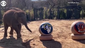 Baby Elephant Super Bowl Prediction