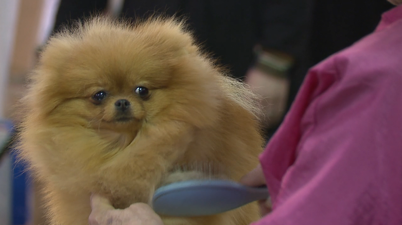 Hundreds Of Dogs Embark On Show Stopping Adventure 4