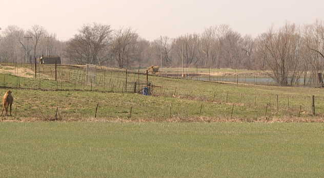 Camel Attack In Obion County 2