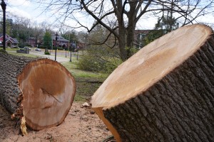 Lambuth Area Damage 34