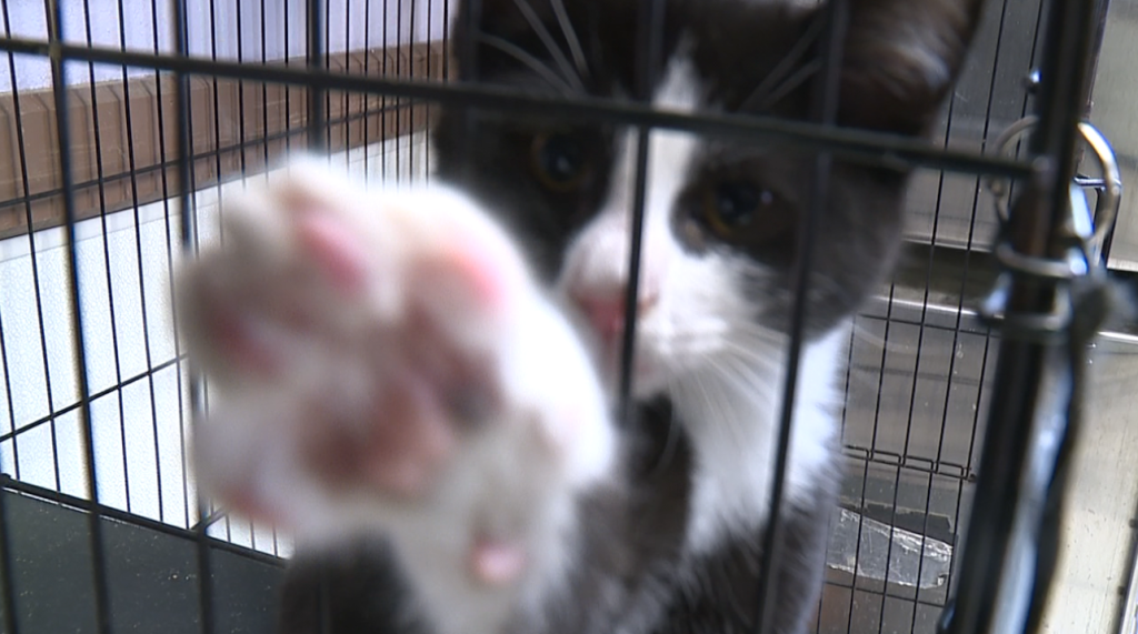 Jackson Animal Care Center 6