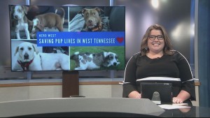 Haven Pet Of The Week