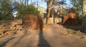 Strong Winds Leaves Behind Damage In Savannah 1