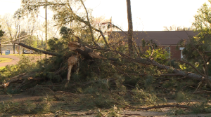 Strong Winds Leaves Behind Damage In Savannah 3