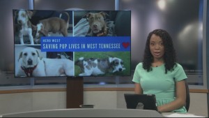 Pet Of The Week Delilah