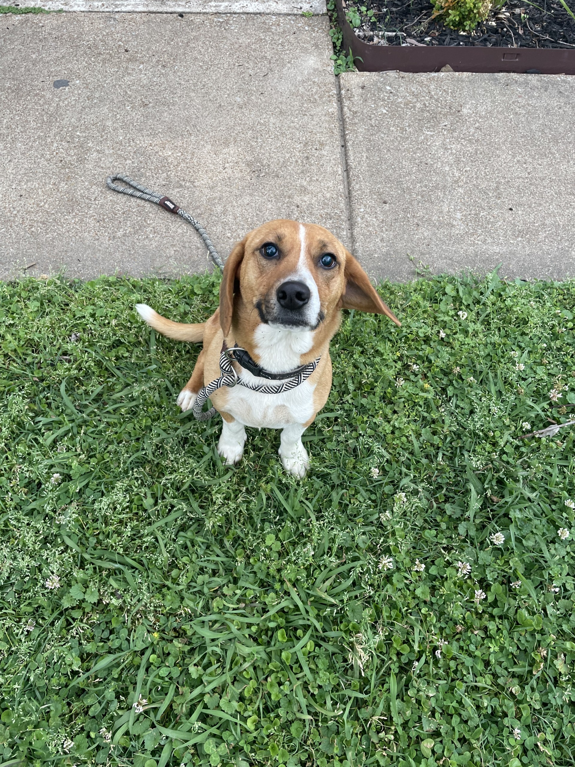 Pet of the Week: Opie - WBBJ TV