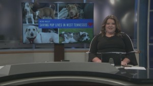 Pet Of Week Rex