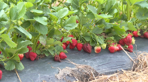 Green Acres Farms Strawberries 1