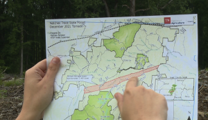 Cleanup Process Begins In Natchez Trace State Forest 2