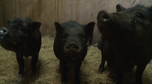 Redemption Road Rescue Takes In Pigs 1